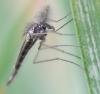 Chaoborus sp.